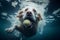 Playful puppy in swimming pool has fun. Dog jump, dive underwater to fetch ball. Training classes, active games with