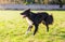 Playful purebred border collie dog playing outdoors