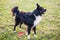 Playful purebred border collie dog playing outdoors in the city park