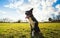 Playful purebred border collie dog playing outdoors in the city park