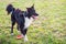 Playful purebred border collie dog playing outdoors in the city park. Adorable puppy enjoying a sunny day in the nature, looking