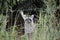 playful raccoons in the swamps