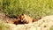 Playful red fox cubs trying to catch a fly