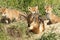 Playful red fox cubs in the wild