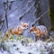 Playful Red Foxes in Winter Wonderland