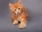 Playful red solid maine coon kitten playing the paw with fun loo