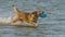 Playful retriever catching plastic disc in the blue wave generated by AI