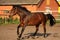 Playful running horse in the paddock