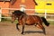 Playful running horse in the paddock