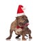 Playful santa american bully with bowtie looks up to side