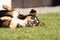 playful and scared dog with its paws raised up lies on the grass outside. Funny dog portrait