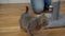 Playful scottish straight gray kitten plays with owner of house on floor, man teases kid cat with toy mouse on string