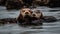 Playful sea lion pup swimming with mother in arctic waters