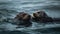 Playful seal pup swimming with cute sea lion in ripples