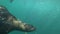 Playful seal swimming in the sea. Underwater footage