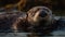 Playful seal swimming in tranquil pond, looking at camera