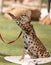 Playful serval cat Leptailurus serval