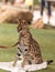 Playful serval cat Leptailurus serval