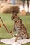 Playful serval cat Leptailurus serval