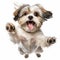 Playful Shih Tzu Leaping In Air With Happy Face