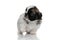 Playful Shih Tzu puppy stepping and looking away