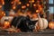 A playful shot of a mischievous black cat surrounded by Halloween decorations