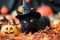 A playful shot of a mischievous black cat surrounded by Halloween decorations