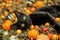 A playful shot of a mischievous black cat surrounded by Halloween decorations