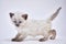 Playful siamese cat posing over isolated gray background