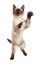 Playful Siamese Kitten Standing Up