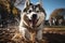 A playful Siberian Husky running in a game of fetch with its delighted owner