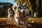 A playful Siberian Husky running in a game of fetch with its delighted owner