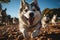 A playful Siberian Husky running in a game of fetch with its delighted owner