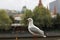 Playful single seagull posing by the river in the CBD inner city Melbourne with city buildings and Flinder`s street station in th