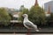Playful single seagull posing by the river in the CBD inner city Melbourne with city buildings and Flinder`s street station in th