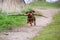 Playful small brown dachshund running in the woods on a sandy road and retrieving a big branch for fun