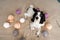 Playful Spaniel Puppy Engages with Colorful Woolen Balls on Bed