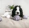Playful Spaniel Puppy Engages with Colorful Woolen Balls on Bed