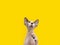 Playful sphynx cat hairless put his paw up. Isolated on yellow backgoround