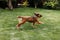 Playful and sportive young dog run at summer park field with toy in mouth. Long funny ears flap around head of cute and active