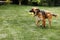 Playful and sportive young dog run at summer park field with toy in mouth. Long funny ears flap around head of cute and active