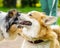 Playful spotted Australian Shepherd and petit corgi playing in summer city park