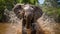 Playful Spray: A Captivating Moment with a Wet Baby Elephant