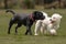 Playful Staffordshire Bull Terrier and Coton De Tulear running side-by-side in an outdoor park