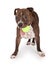 Playful Staffordshire Bull Terrier Dog With Tennis Ball