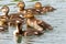 Playful swimming mallard ducklings
