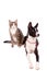 Playful tabby cat with black basenji