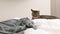 playful tabby cat jumping on bed playing with blanket bed sheet