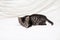 Playful tabby kitten lounging comfortably on a white bedspread