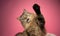 playful tabby norwegian forest cat raising paw on pink background